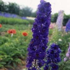 SEMI 50+ gigante del Pacifico BLACK KNIGHT DELPHINIUM/LARKSPUR fiore/CERVO RESIST