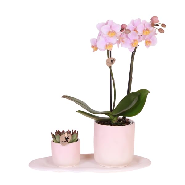 Orquídea rosa Phalaenopsis Andorra y suculenta en maceta de cerámica con bandeja, juego de plantas Valentine "Gradience Pink" – Set de regalo para San Valentín, amor y decoración