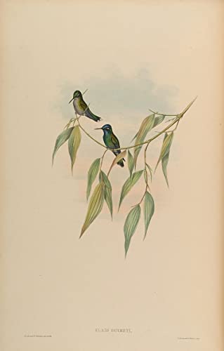 Peinture Poster Impression pour la décoration murale de votre bureau, style art moderne oiseau