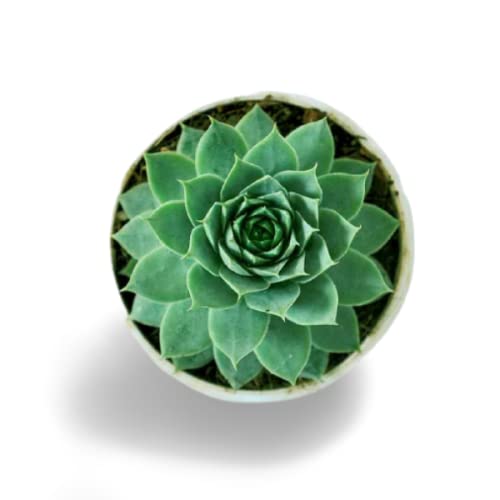 OhhSome Succulent Plant Lotus Live Sempervivum (Lakshmi Vishnu Kamal/Roof Houseleek/Thunder Plant) Clump-Forming - Room Decoration|Table Decoration (Healthy (B09K4GYK73) Amazon Price History, Amazon Price Tracker