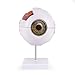 Human Eye Anatomy Model 6X Enlarged, Anatomical Eyeball Model with Removable Stand, Eye Model for Science Classroom Study Display Medical Education
