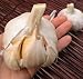 Elephant Garlic 2 Huge Bulbs! Great for Fall Planting! Non GMO Milder Tasting Garlic