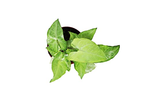 Syngonium White Butterfly - 4\'\' from California Tropicals