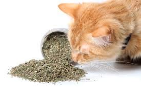 Catnip Canadian Bud & Leaf simply the best 8 gram, Trial Pack - Image 5