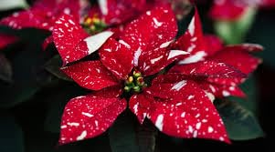 Poinsettia red live plant (pack of 1) (B0CNTLRJYP) Amazon Price History, Amazon Price Tracker