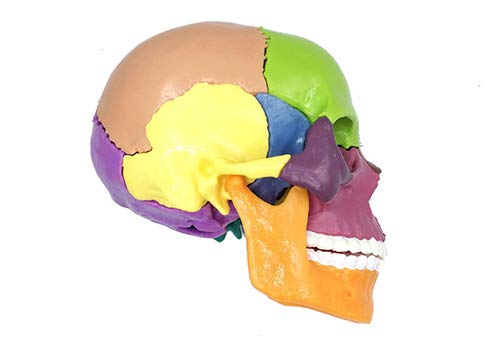 Modello didattico, modello anatomico del cranio medico, modello di cranio umano per studio anatomico, modello di testa di cranio colorato per clinica odontoiatrica Strumenti didattici, esposizione di