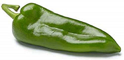Poblano Pepper Seeds 25 Count COOL BEANS N SPROUTS Brand. Heirloom. Non-GMO. Home Gardening.