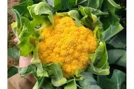 Ritz Farming Imported Cauliflower Yellow seeds F1 Hybrid vegetable seeds For Your Home & Garden (Pack Of 70-80 Seeds)
