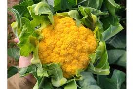 Oakwood Farms� Organic Cauliflower Yellow seeds F1 Hybrid vegetable seeds For Your Home & Garden (Pack Of 70-80 Seeds) (B0BNQ5YWP1) Amazon Price History, Amazon Price Tracker