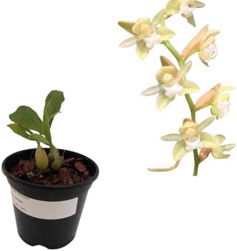 Orquidea Muda Pholidota Chinensis Planta Natural Exotica P10