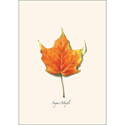 Image of Earth Sky + Water - Maple Leaf Assortment II Notecard Set - 8 Blank Cards with Envelopes (4 each of 2 styles)