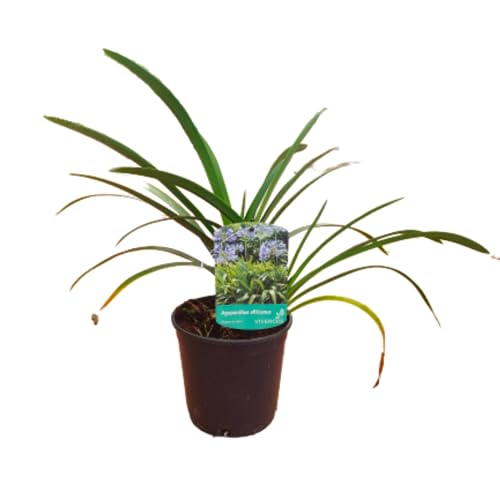 Verdecora Agapanto — Lirio Africano Planta de Exterior