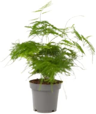 Verdecora Asparaguera | Natural Green Indoor Plant | High Strengt...