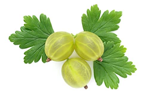 Gooseberry Plants, 'Ribes Invicta', 2 x Large Plants in 2 Litre Pots, Garden Ready and Ready to Plant, Premium Quality Fruit