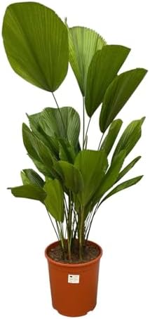 Exotenherz Palma gigante - Licuala grandis - Palma d'appartamento...