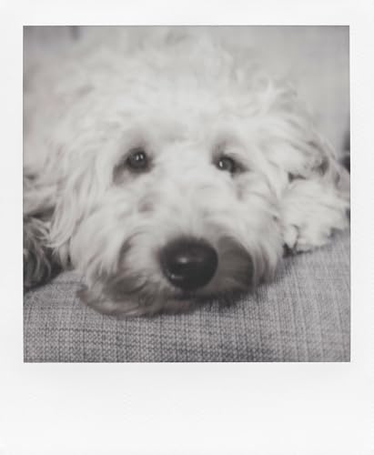 Image of Polaroid Originals Black & White Film for 600, 12 Pack, 96 Photos (6091)