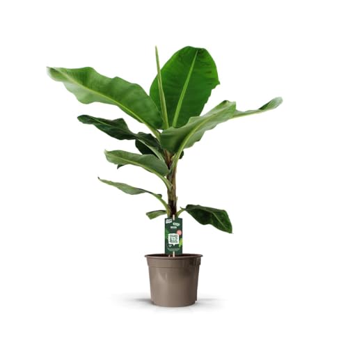 Platanera (Musa) - 130-150cm - Ø27cm - Planta de interior - Hojas perennes