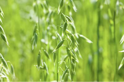 500 Seeds of Oats Avena Sativa