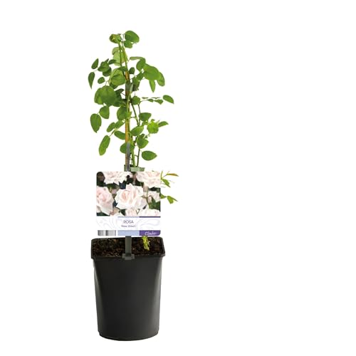Rosier grimpant - Rosa New Dawn - Fleurs Rose clair - Peu d'entretien - 2 plantes - 30-40cm - Ø10cm - Plante de jardin
