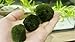 RWSEFK 6 Large Live Moss Pebbles Balls for Aquariums - Decorative Green Algae Spheres for Enhanced Aquarium Aesthetics 1.3''-1.5'' (6)