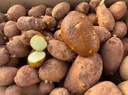 Gold Rush Russet Potato Seed, 5 Pounds, Non GMO, American Grown, Planting Ready