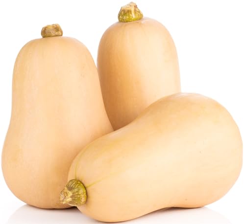 40 Butternut Squash Seeds for Planting - Waltham - Winter Squash - Heirloom Non-GMO USA Grown