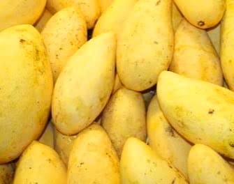 Green Woodland Carabao Sweet Elena Mango Plant-Grafted Variant Fruit Plant (B09VJ7J9HK) Amazon Price History, Amazon Price Tracker