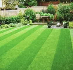 1kg de sementes"grama são carlos melhorada com 98% de germinação