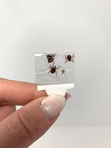 Tac-Ticks Removedor de carrapatos rastejantes - Ferramenta de remoção de carrapatos com patente pend