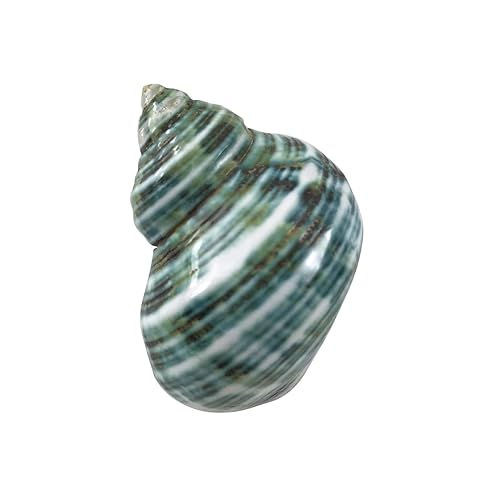 Image of MMvolesy Assorted Turbo Shell,Hermit Crab Shells 5Pc 1.5-2 Inch
