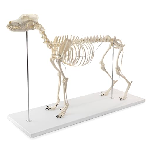 NEW HORIZON Canine Skeleton Bone Model 19.3x7.9x13.8 Standard Size Medical Anatomical Canine Dog Skeleton Model