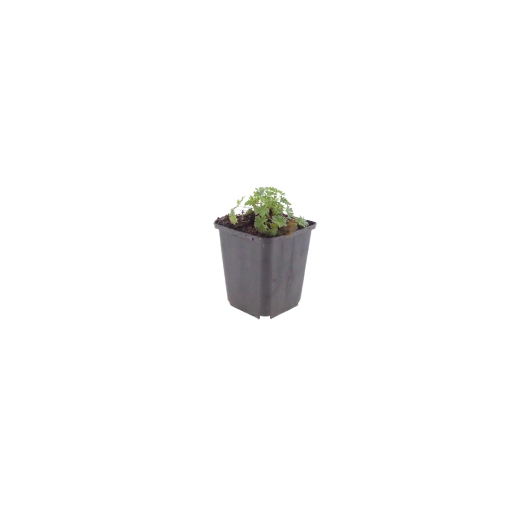 Geranio Ballerina con Foglie Grigie, per Giardino, Rosa, Set da 60 Pezzi
