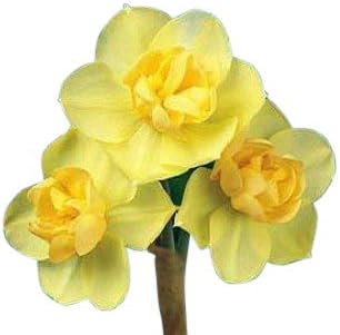 Olive Grove 25kg Bulk Bag Yellow Cheerfulness Daffodil Bulbs Double Spring Flowering Garden Bulbs Amazon Co Uk Garden Outdoors