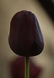 Blumenhandel Ullrich