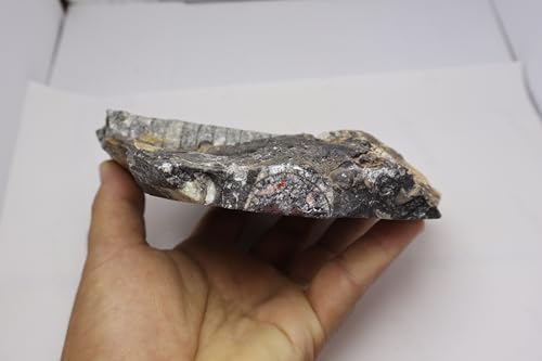 Image of Natural Orthoceras Fossil from Devonian Period Fossil from Morocco A307