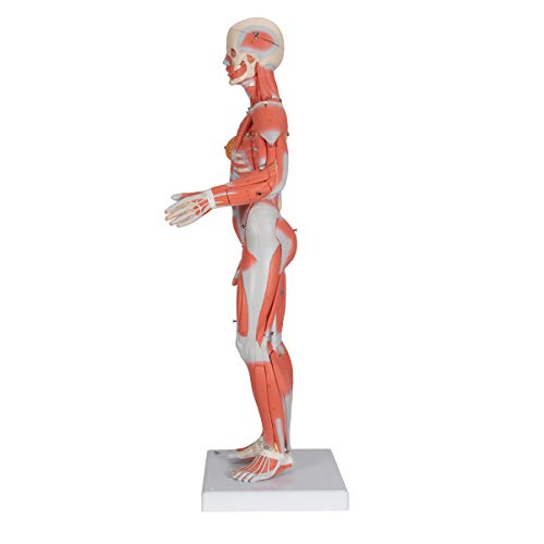 3B Scientific B56 Complete Female Muscular Figure 21-part w/o Organs - 3B Smart Anatomy by 3B Scientific - Image 5
