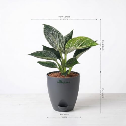 Image of Philodendron Birkin & Anthurium Live Indoor 2-Plant Combo in 4-Inch Self-Watering Matte Grey Pots | Exotic Designer Houseplants for Luxury Home, Living Room & Office Decor