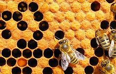 Leovet Propolis-Gel | 350 ml | Hautpflegemittel für Pferde & Ponys | Mit Propolis aus dem Bienenstock