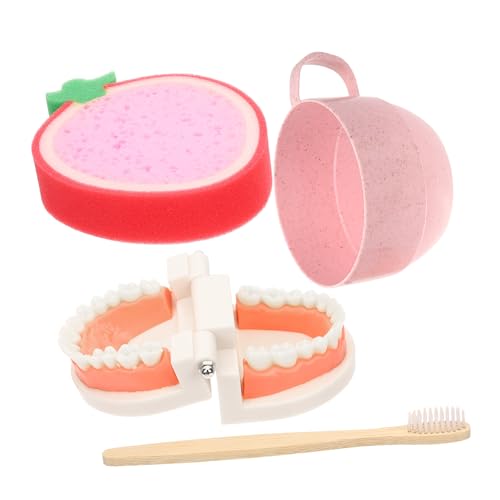 OUNONA 1Set Teeth Care Model Educational Model with Toothbrush for Teaching Brushing Skills for Boys Simulation Teeth for Early Learning