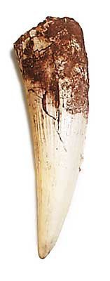 Prehistoric Planet Store - Spinosaurus Tooth