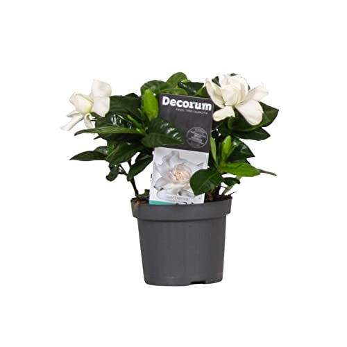Gardenia Planta Natural con Flores de Temporada