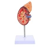 Amosfun Kidney Model Human Kidney Dissection Model Human Organs Anatomy Model Biology Demonstration Model Biology Class Accessory PVC Human Organ Model