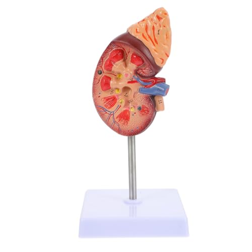Amosfun Kidney Model Human Kidney Dissection Model Human Organs Anatomy Model Biology Demonstration Model Biology Class Accessory PVC Human Organ Model