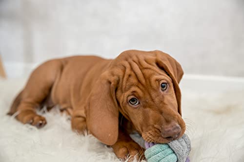 Trixie Junior Knoten-Ball - praktisches Hundespielzeug zum Tauziehen für Welpen - ø 6 cm, Zerrspielzeug für Hunde - 32810