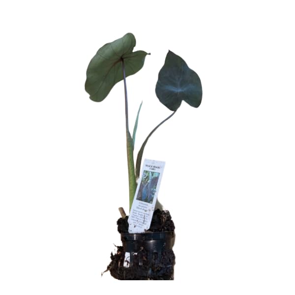 Shore Aquatic Garden Potted Premium Taro Black Magic Elephant Ear, 5/7 inches (1/3/6 Options) (1)
