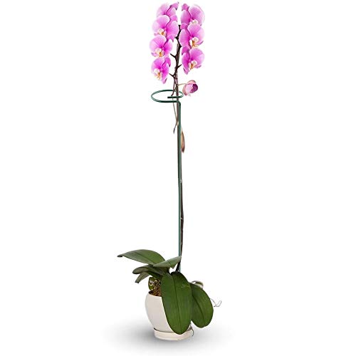 HiGift 20 Pack 24 Inch Single Stem Plant Support Stakes, Flower Stakes and Supports Rings for The Garden, Metal Garden Stakes for Tall Plant Vegetables Amaryllis Orchid Lily Sunflower Rose Narcissus - Thumbnail 4