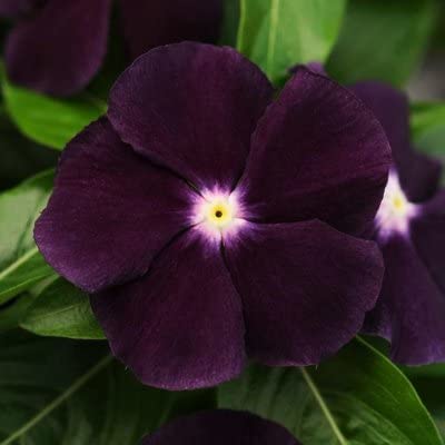 OL Seeds - Vinca Black Purple Seeds (B0BTC6RH1D) Amazon Price History, Amazon Price Tracker