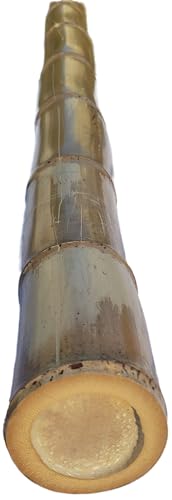 Natural Bamboo Poles, 4.5" - 5" Diameter Large and Extra-Large Poles, Bamboo for Indoor and Outdoor, 3ft, 4ft, 5ft, 6ft, 7ft, 8ft Lengths, Cured, Structural and Décor (6 ft)