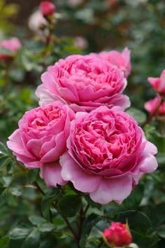 Gebdinsh Garden® Imported Cupcake Climbing Rose Flower Seeds For Gardening | Pack Of 50 to 60 Seeds (Pink) (B0DF5P2JVN) Amazon Price History, Amazon Price Tracker