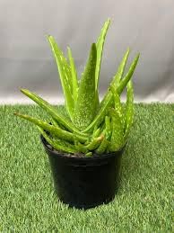 Aloe vera tree live plant (PACK OF 1 Live plant With pot)-image-31